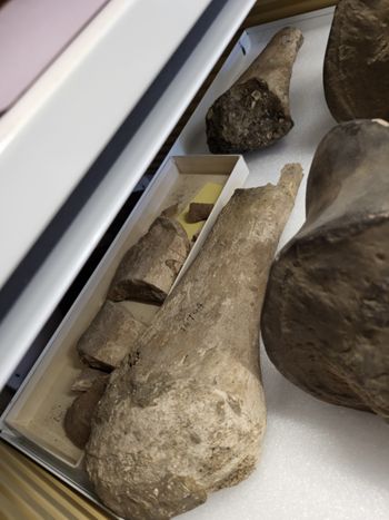 Media type: image;   Vertebrate Paleontology VPM-16704 Description: Photograph of the oblique view of the vertebrae of MCZ VPM-16704 Elephas sp,aspect;